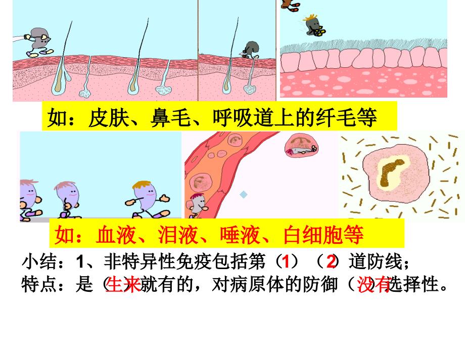 济南版生物学免疫复习课件_第4页