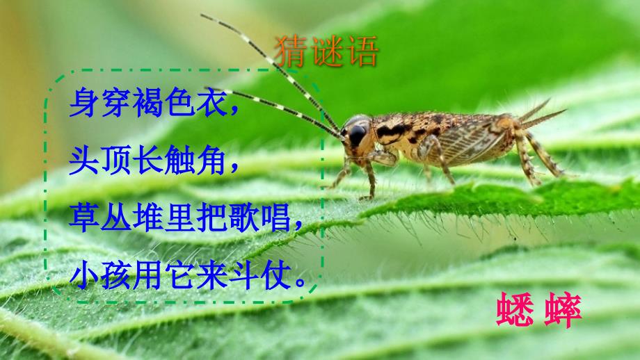 部编版三年级下册语文 10在牛肚子里旅行 课件_第1页