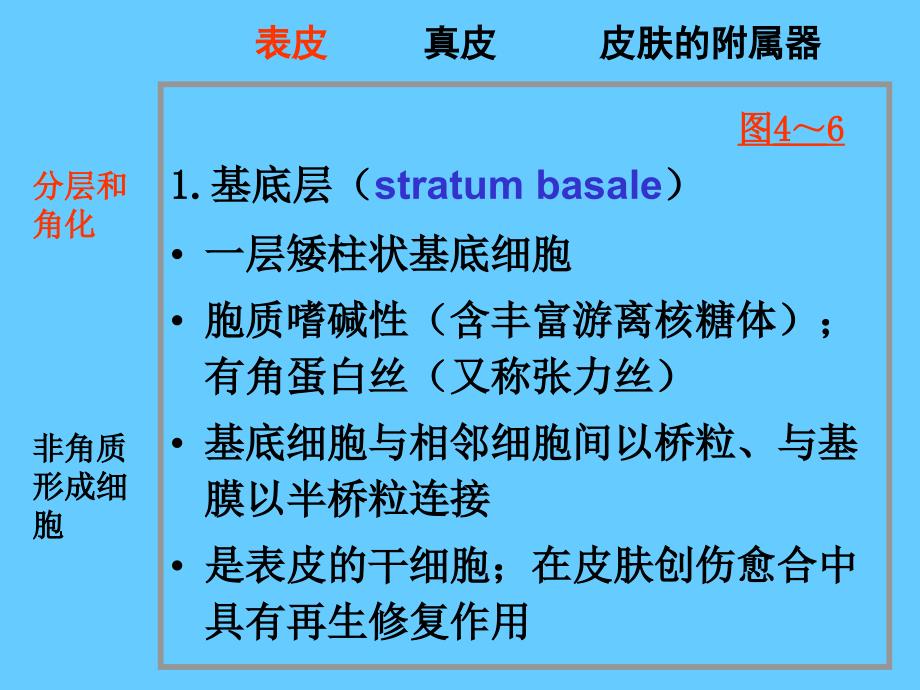 组织胚胎学11皮肤_第4页