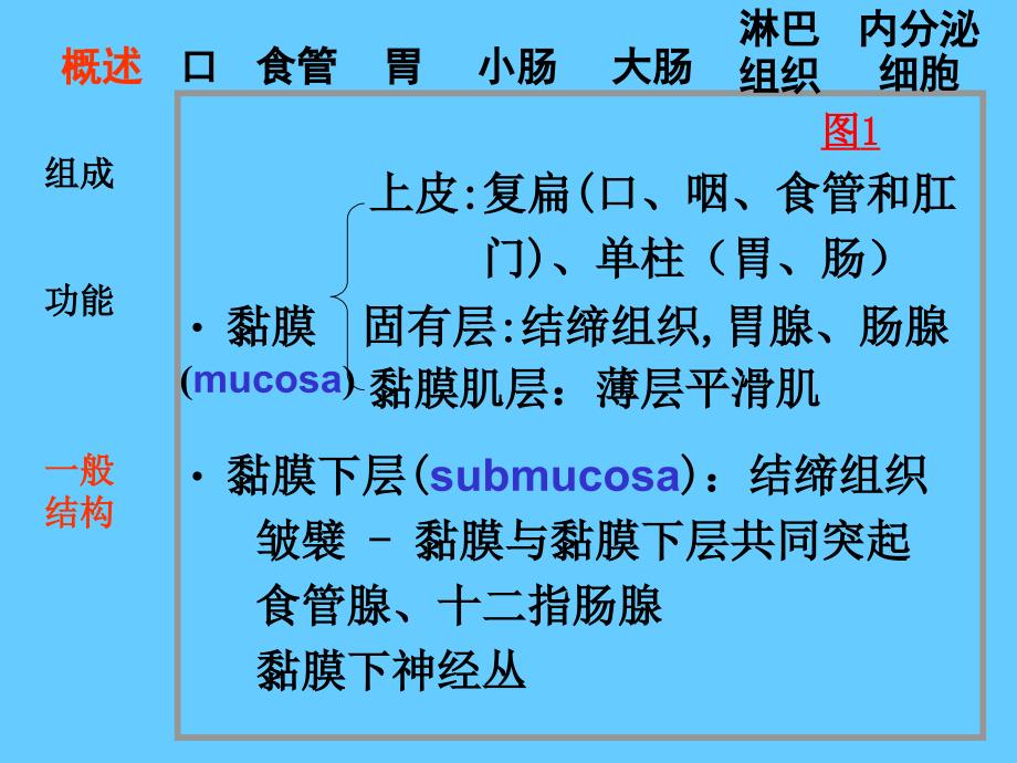 PPT消化管教学内容_第4页