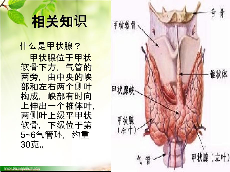 甲状腺结节护理查房精品ppt_第4页