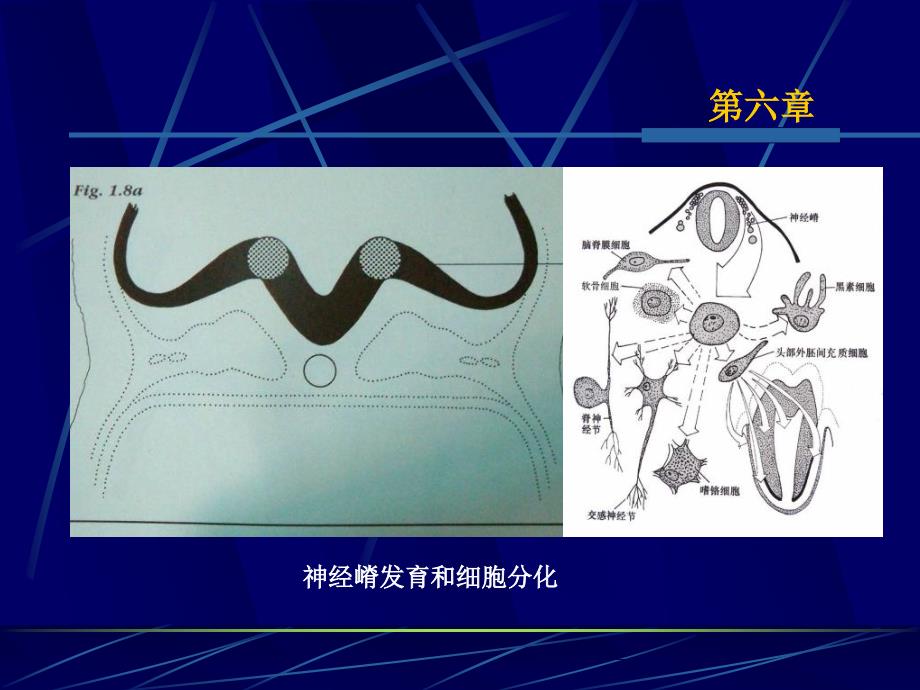 第六章口腔颌面发育_第4页