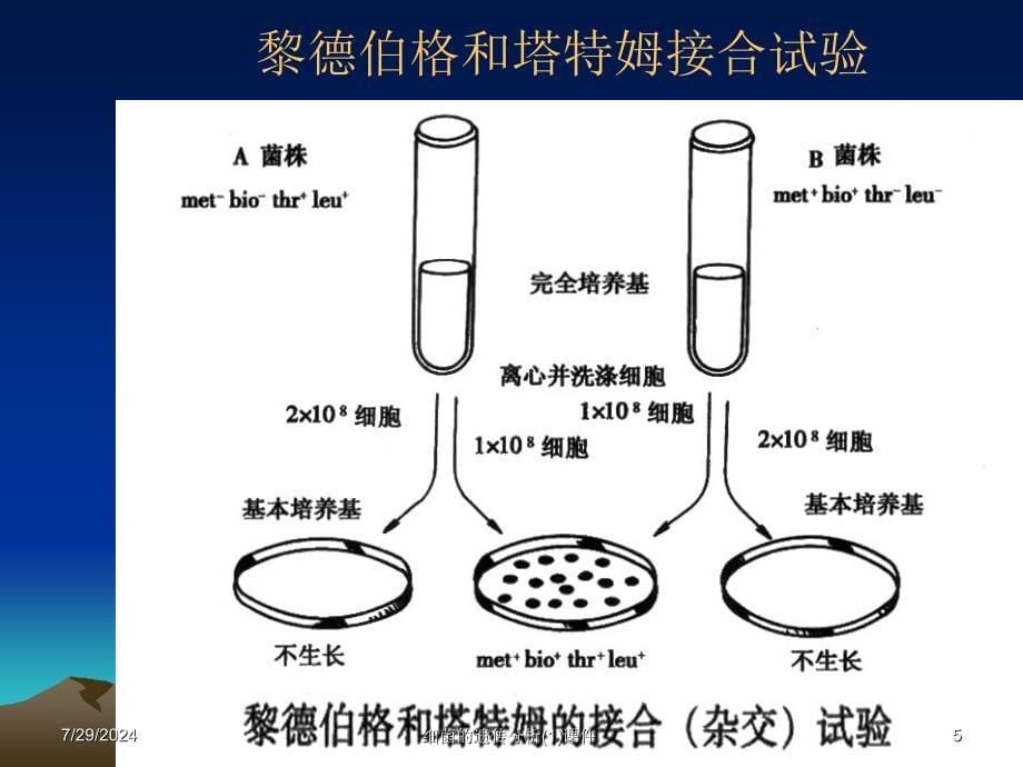 细菌的遗传分析1课件_第5页