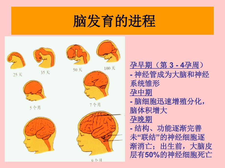 早教培训讲座.ppt_第5页