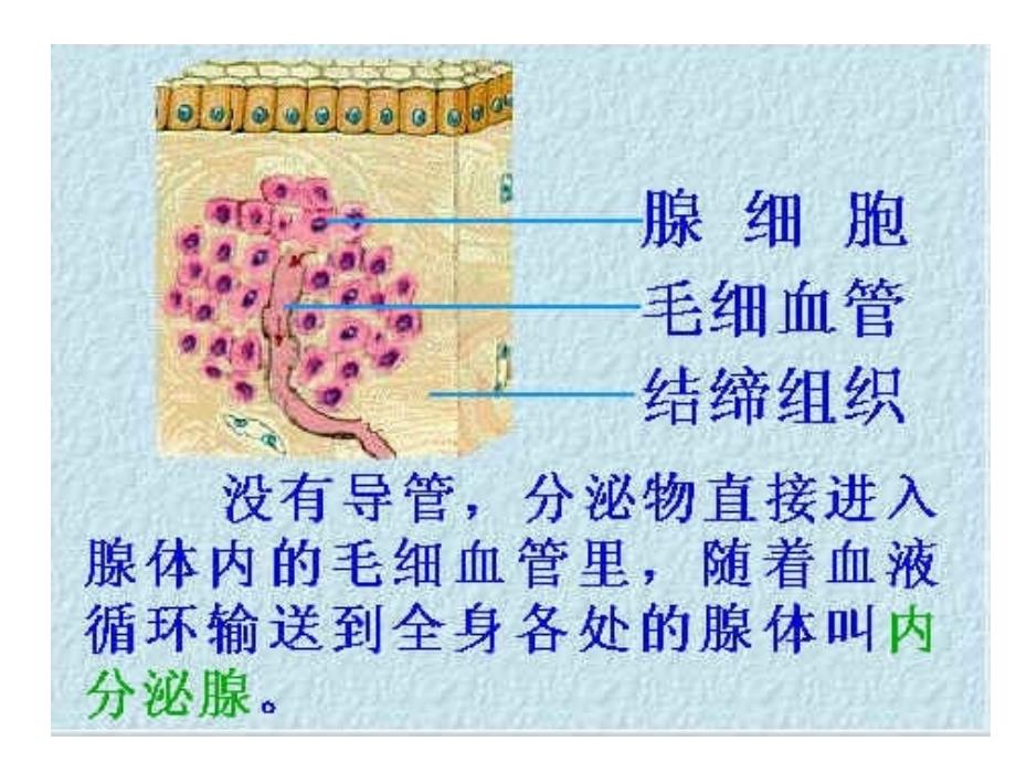 内分泌腺和外分泌腺_第3页