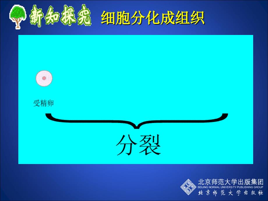 41细胞分化形成组织1_第4页