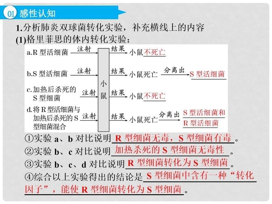 高考生物一轮复习 第2部分 遗传与进化 第二单元 基因的本质与表达 第1讲 DNA是主要的遗传物质课件_第5页