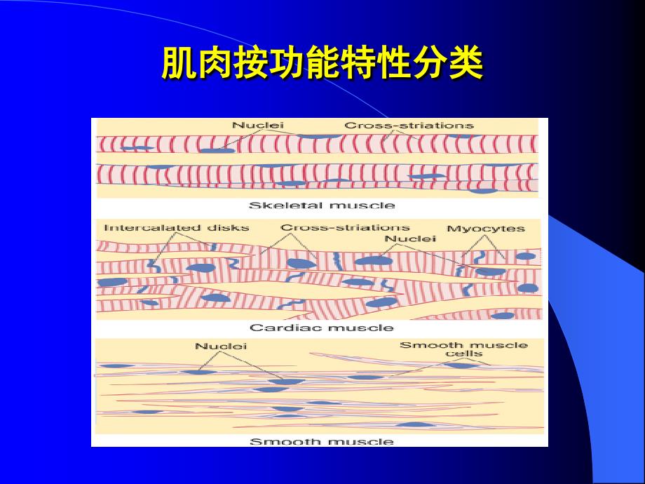 教学课件第四节肌细胞的收缩功能Contractionofmusclecell_第2页