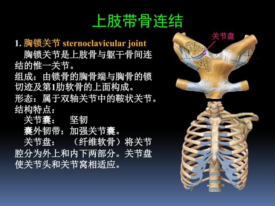 罗英瑾 01-05 四肢骨连结教学文案_第3页