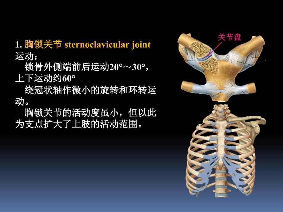 罗英瑾 01-05 四肢骨连结教学文案_第4页