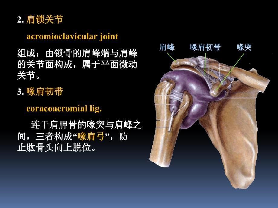 罗英瑾 01-05 四肢骨连结教学文案_第5页