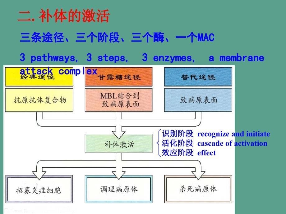 上海交通大学机体防御与免疫5补体系统ppt课件_第5页