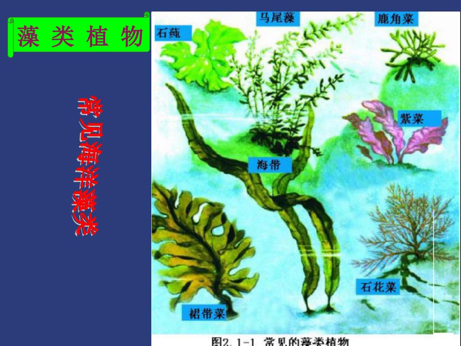 绿色植物主要类群_第3页