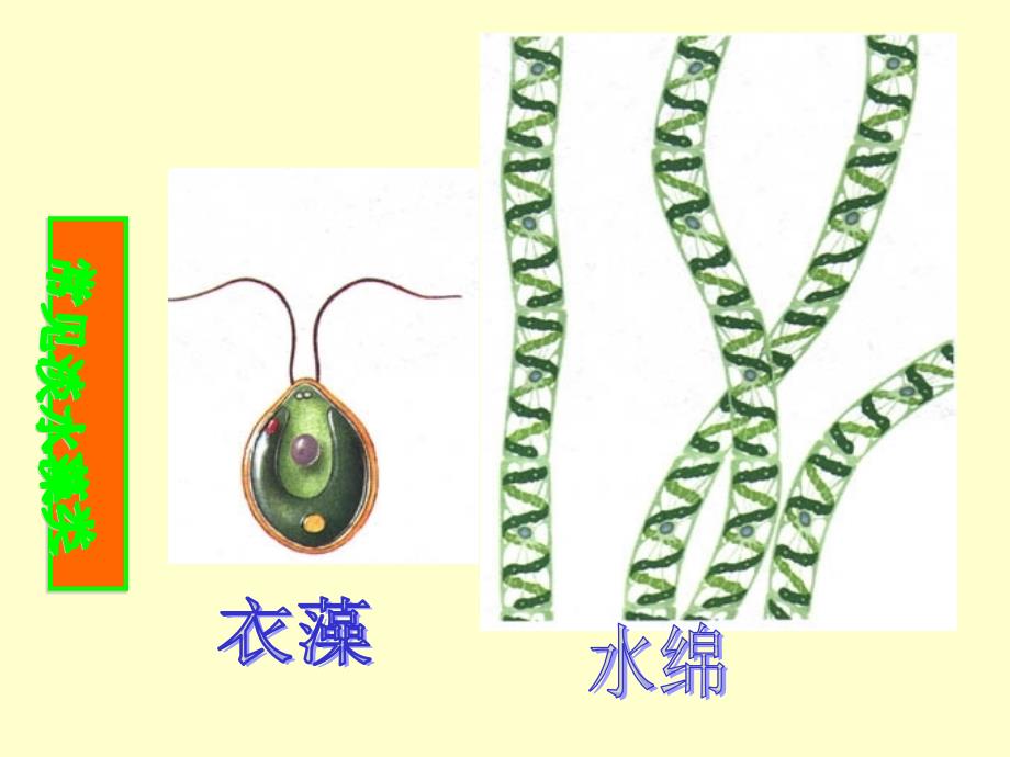 绿色植物主要类群_第4页