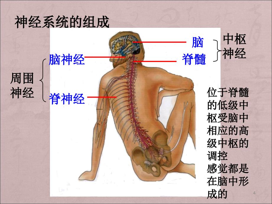 人教版教学课程321通过神经系统调节ppt课件_第4页