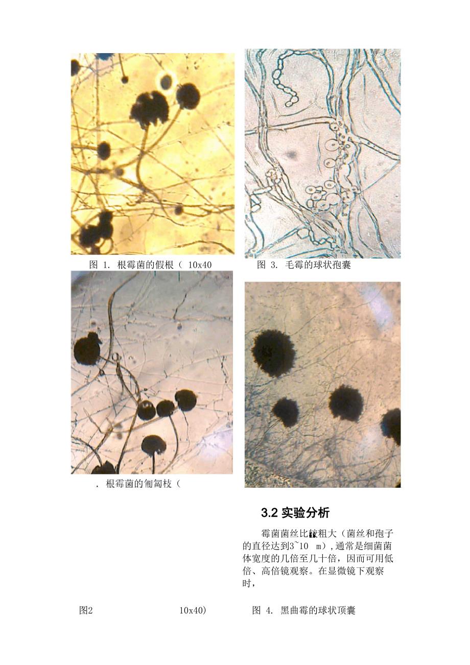 霉菌的培养和观察_第3页