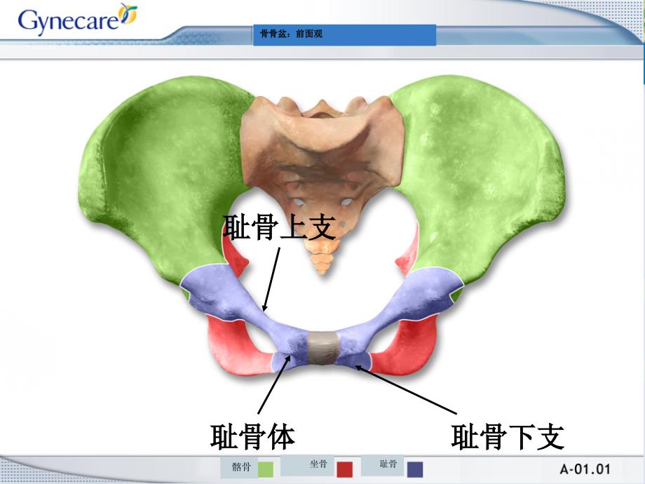 女性盆底解剖_第4页