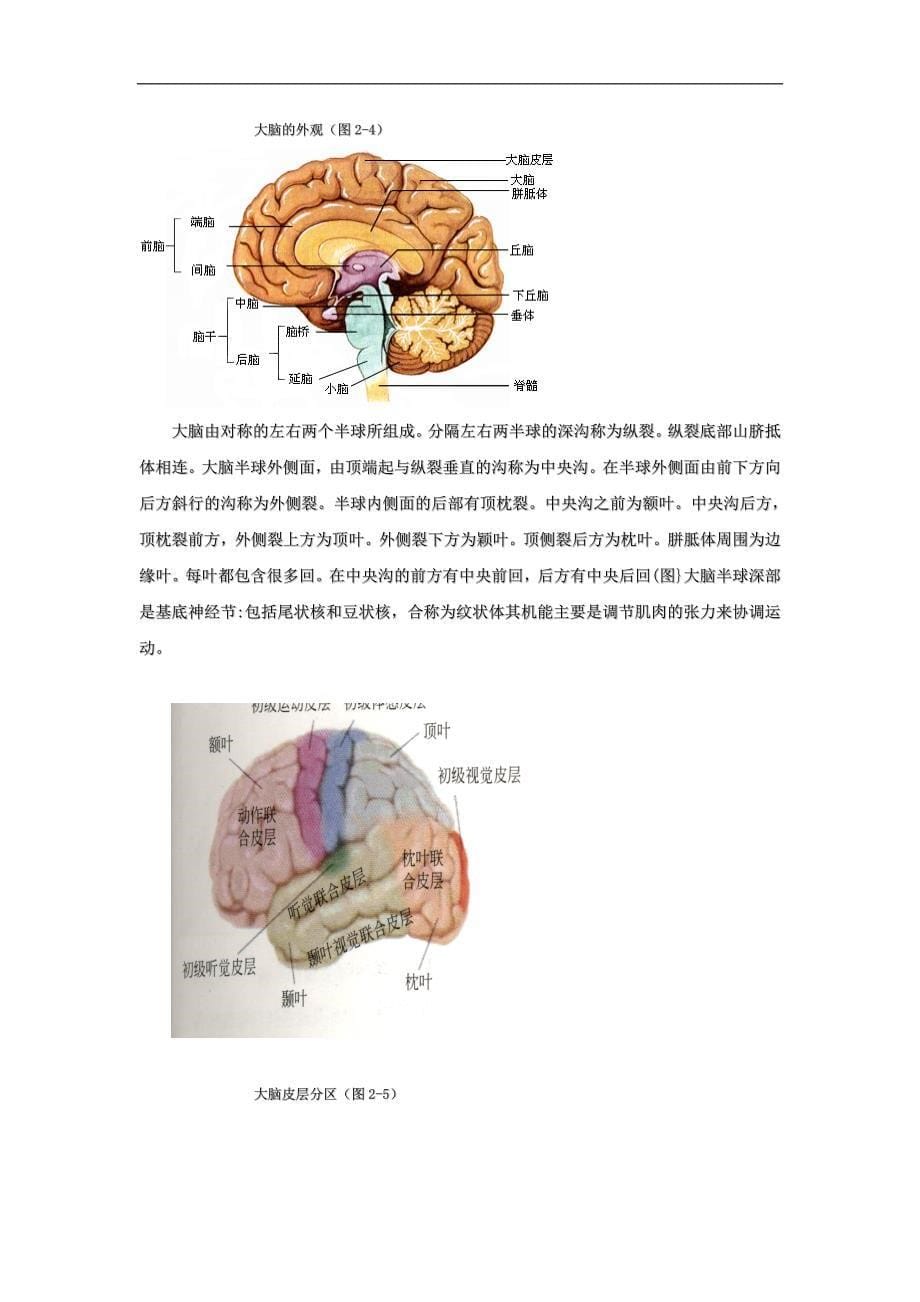 脑和行为的生物学基础李惠民_第5页