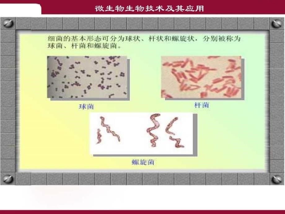 微生物生物技术及应用共140页PPT资料课件_第5页