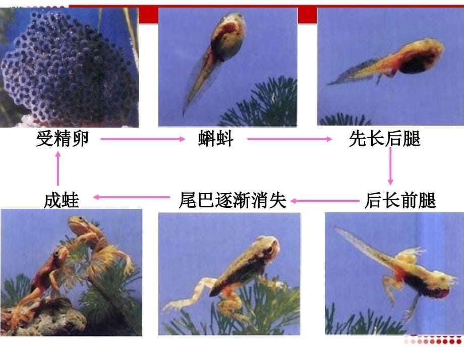 新人教版8年级上册第一章第五节两栖动物和爬行动物_第5页