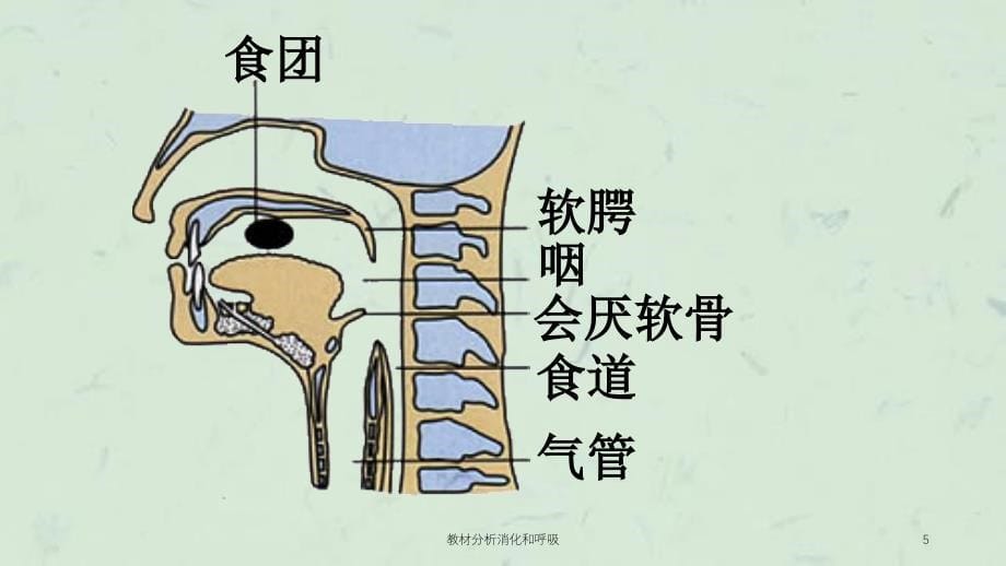 教材分析消化和呼吸课件_第5页