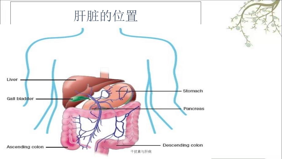 干扰素与肝病课件_第2页