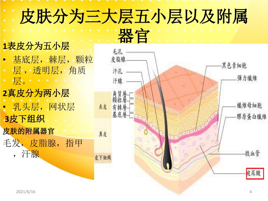 3、皮肤解剖学培训课件_第4页