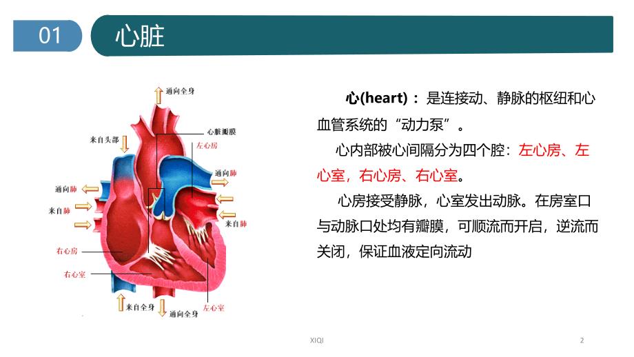 心脏的基本解剖_第2页