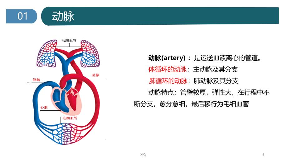 心脏的基本解剖_第3页