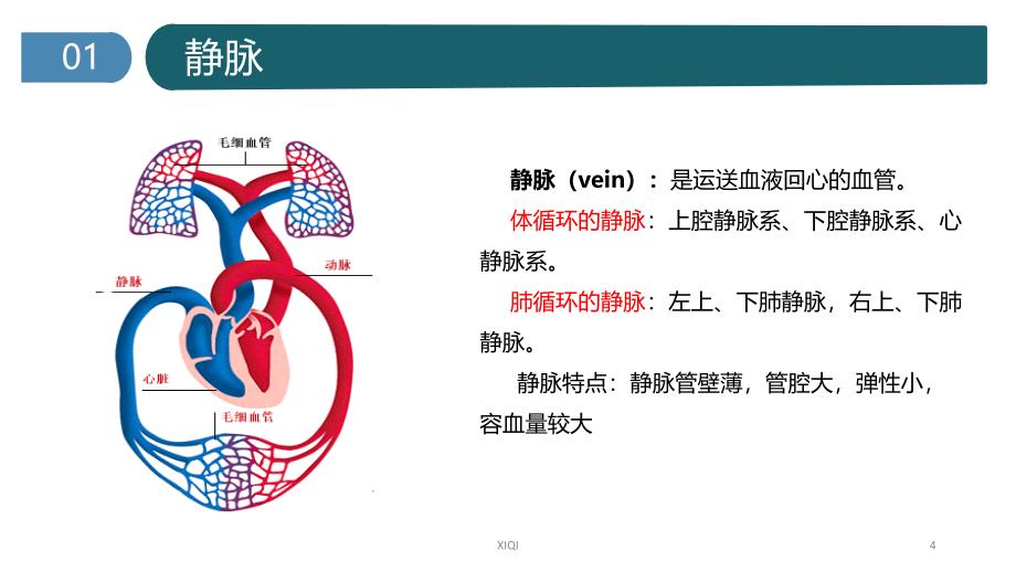 心脏的基本解剖_第4页