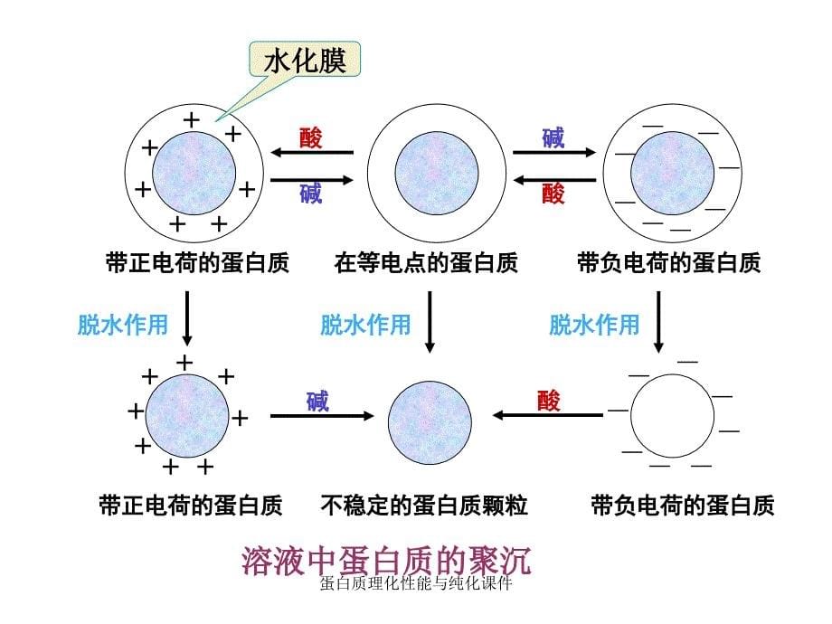 蛋白质理化性能与纯化课件_第5页