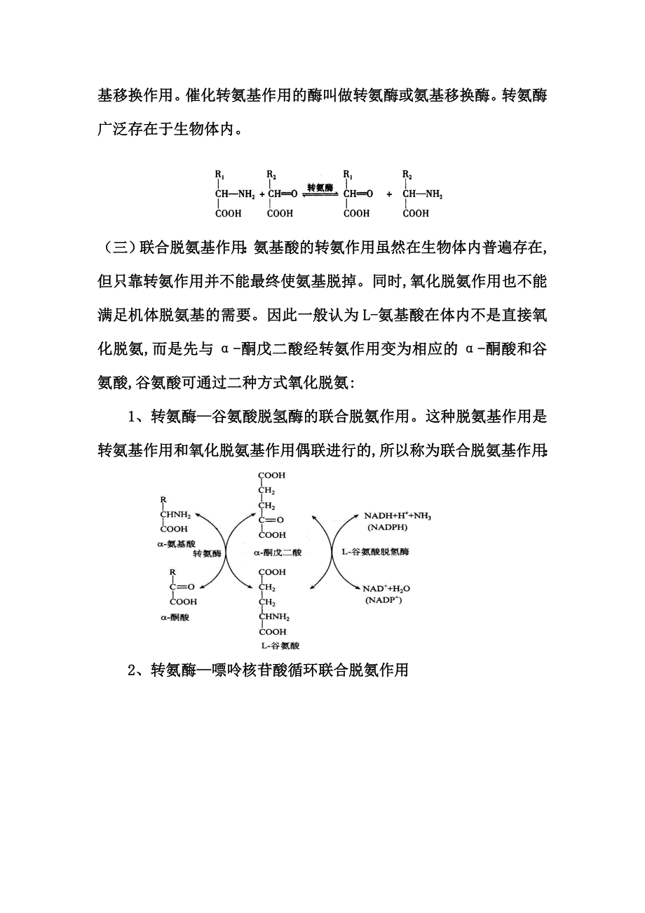 氨基酸代谢说课_第4页