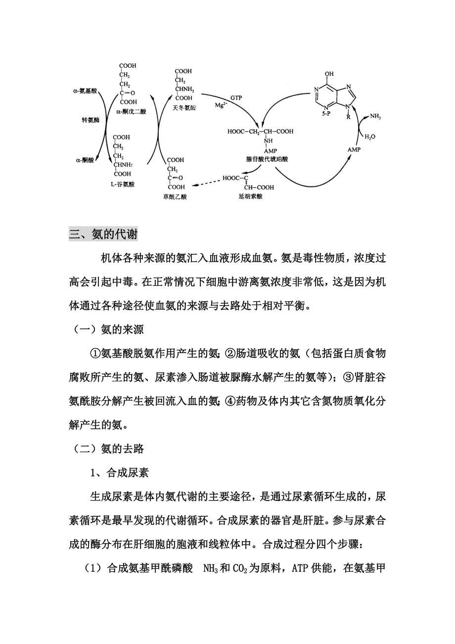 氨基酸代谢说课_第5页