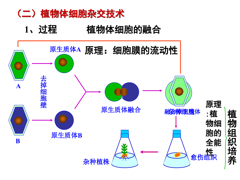 高中生物选修3专题二细胞工程_第4页