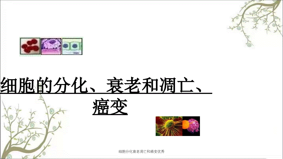 细胞分化衰老凋亡和癌变优秀_第1页