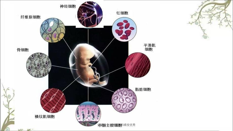 细胞分化衰老凋亡和癌变优秀_第3页