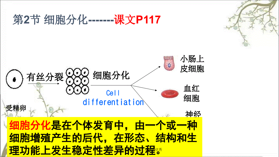 细胞分化衰老凋亡和癌变优秀_第4页