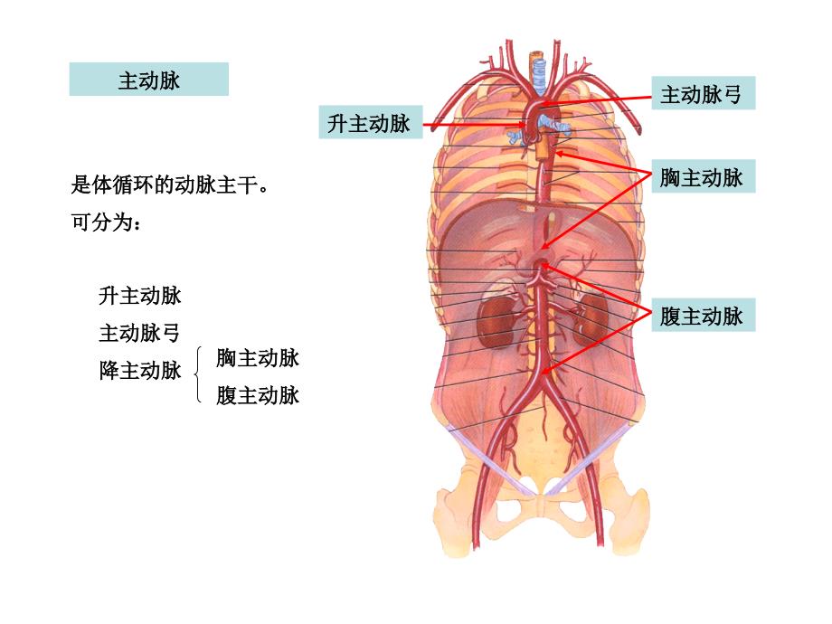 第二节血管体循环动脉课件_第2页