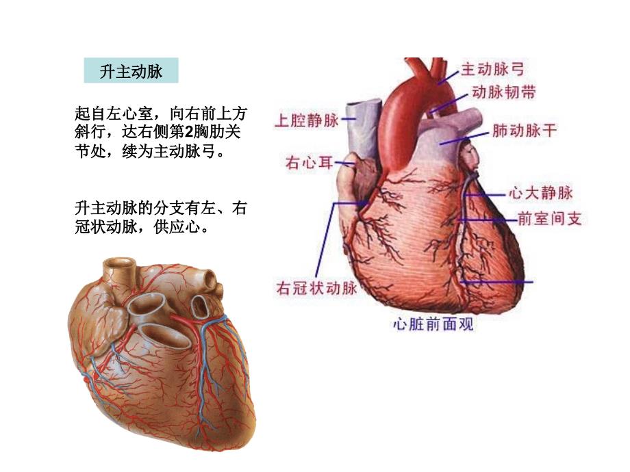 第二节血管体循环动脉课件_第3页