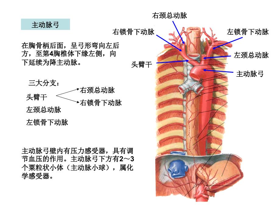 第二节血管体循环动脉课件_第4页