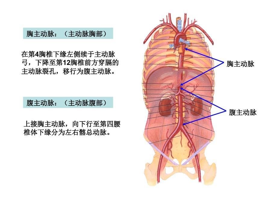 第二节血管体循环动脉课件_第5页