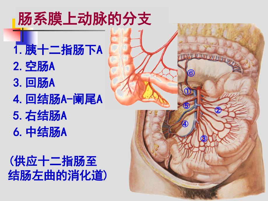 结肠下区解剖课件1_第3页