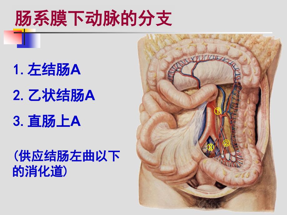 结肠下区解剖课件1_第4页