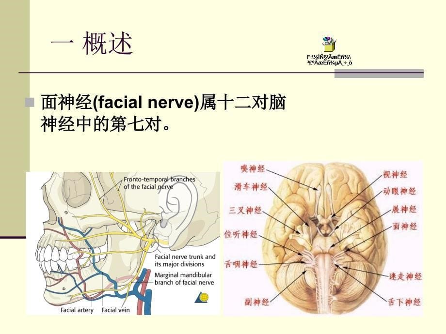 颌面部神经之面神经_第5页