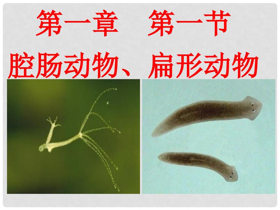 湖北省麻城市集美学校八年级生物上册 第一章 腔肠动物和扁形动物课件 （新版）新人教版_第1页