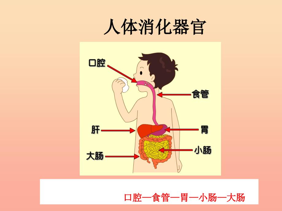 六年级科学上册 2.2 消化与吸收课件2 湘教版_第3页