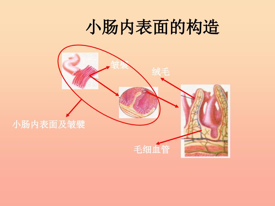 六年级科学上册 2.2 消化与吸收课件2 湘教版_第4页