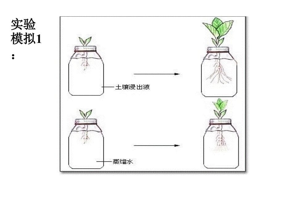 无机盐的吸收、运输和利用_第5页