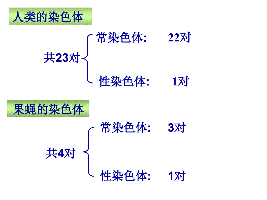 性别决定和伴性遗传课件_第4页