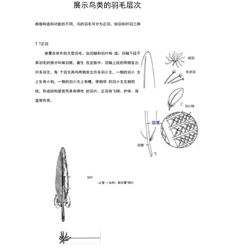 展示鸟类的羽毛层次_第1页